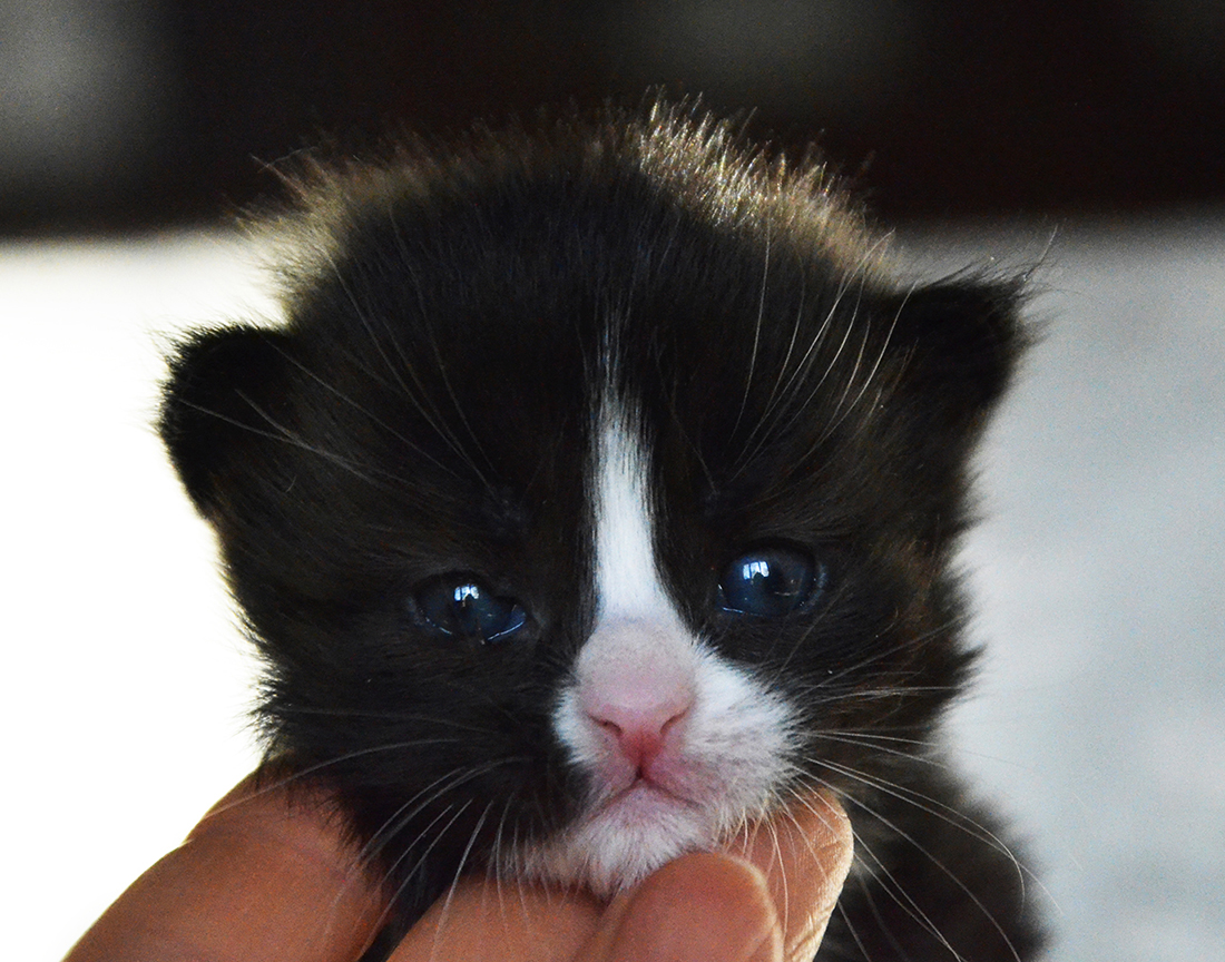 Siberian kitten Tiffany