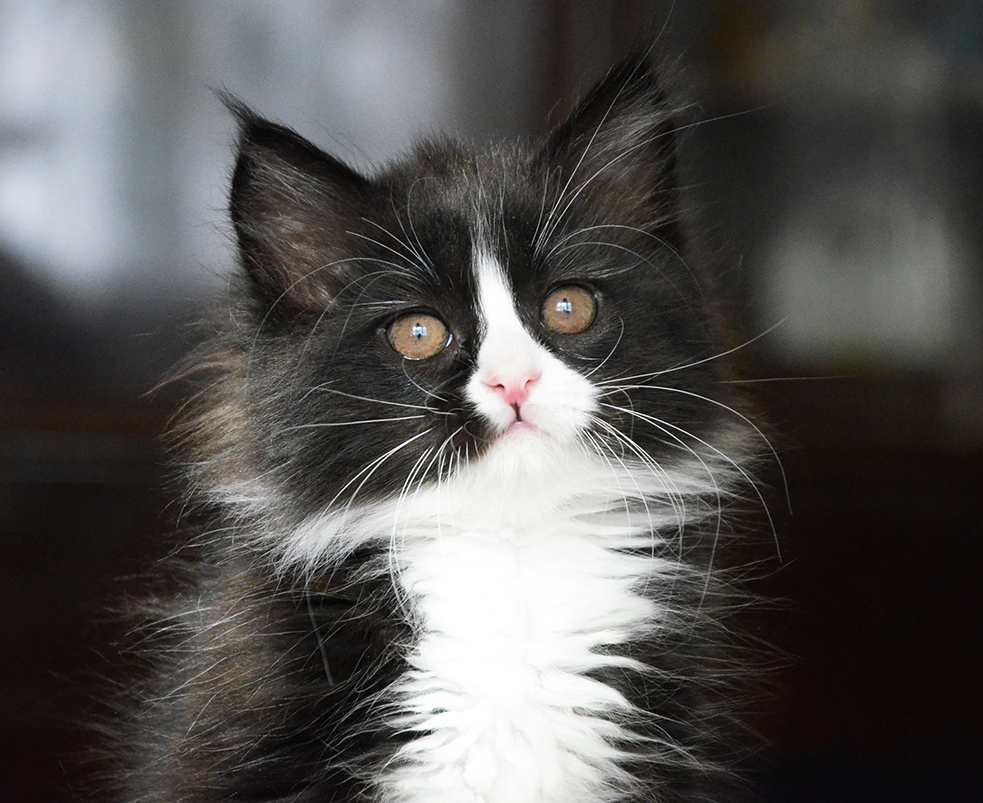 Siberian kitten Tiffany