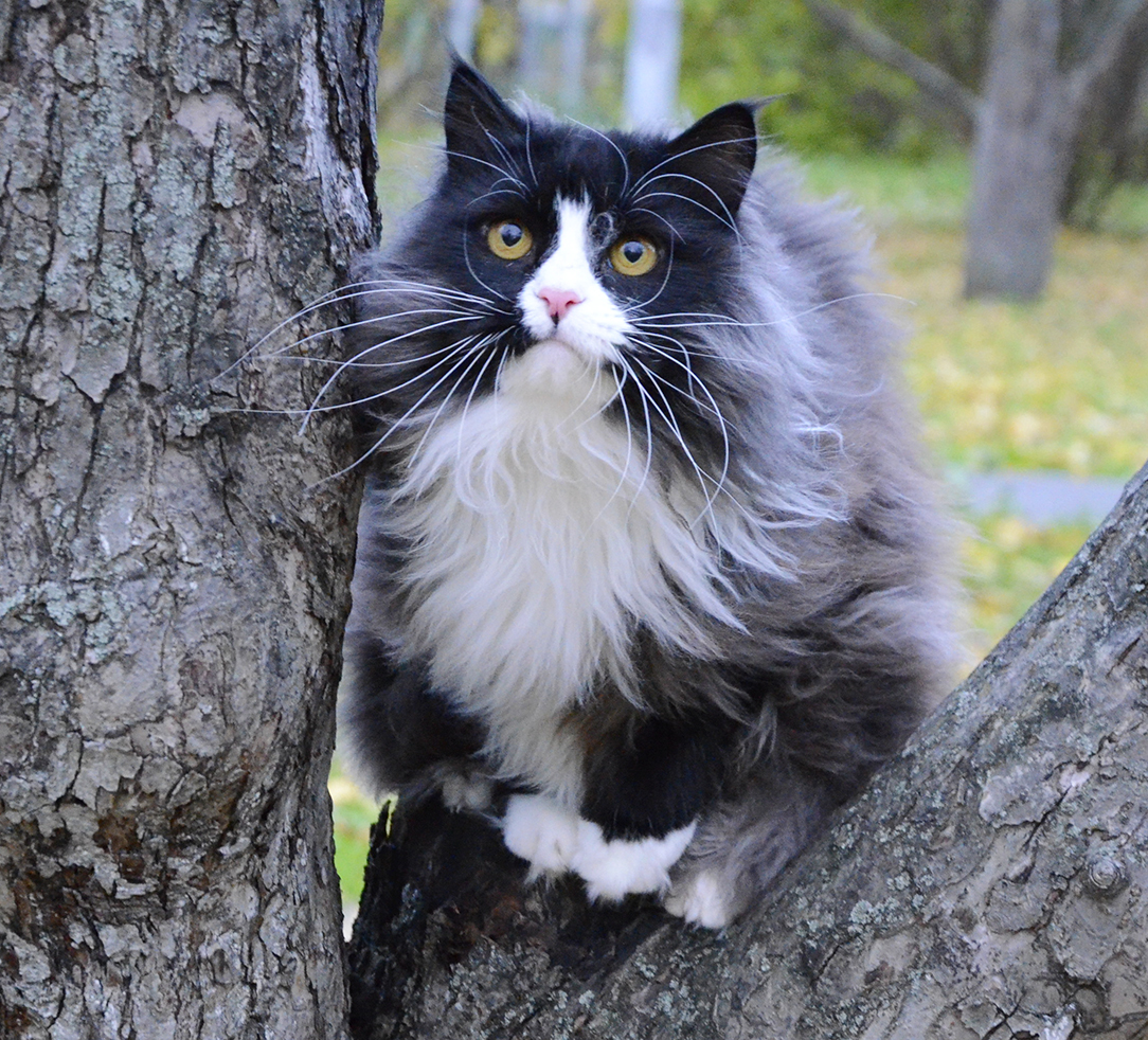 Siberian cat Tiffany