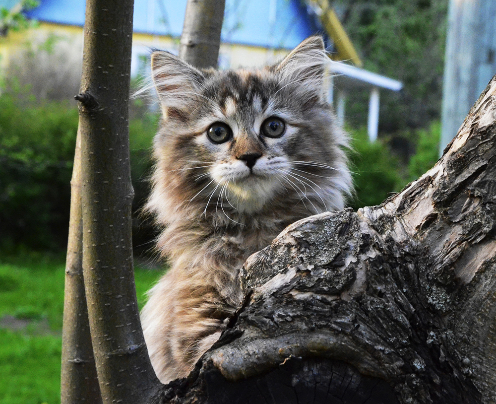 Siberian kitten Whiskey