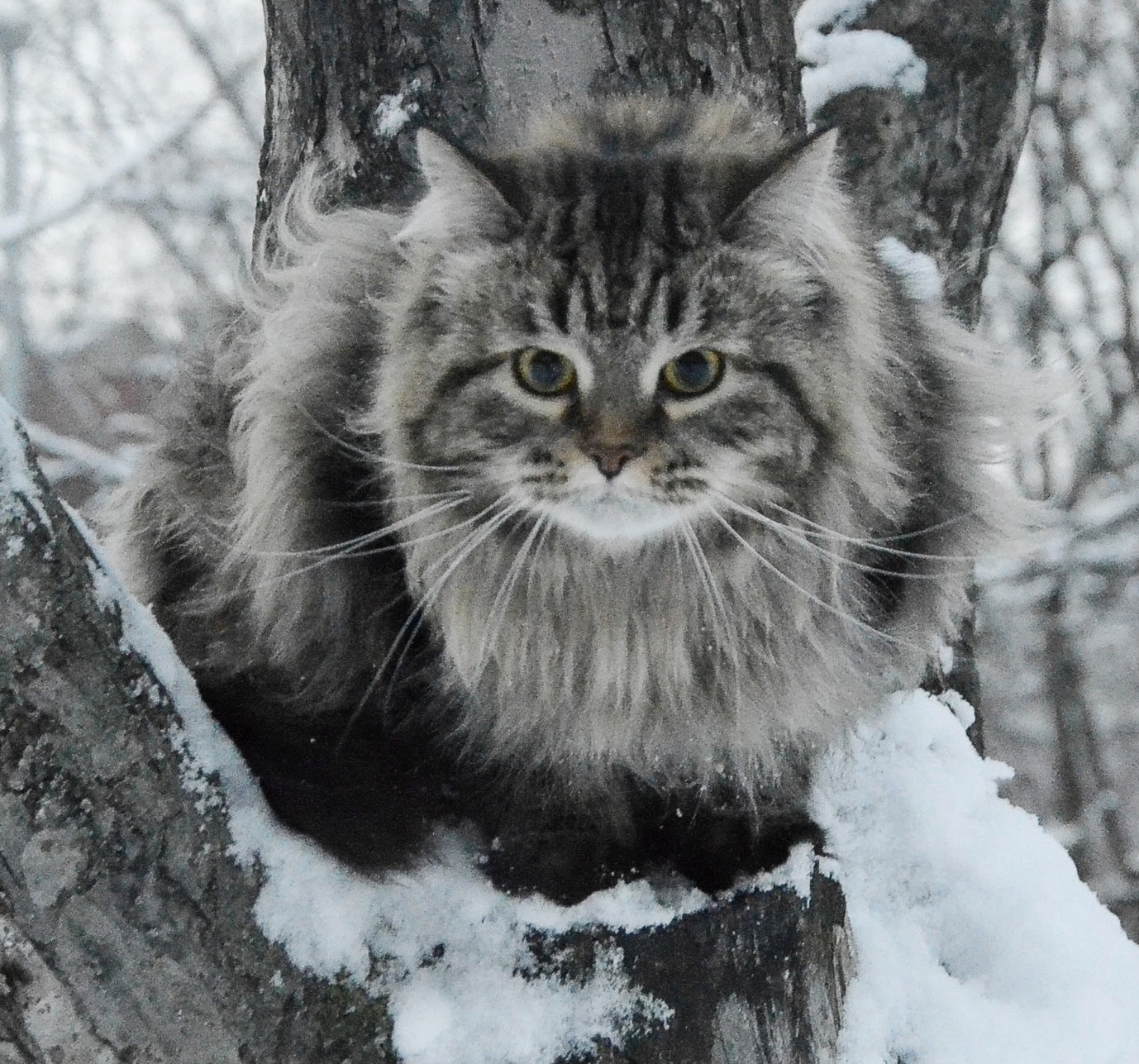 Сибирская кошка Рулетка