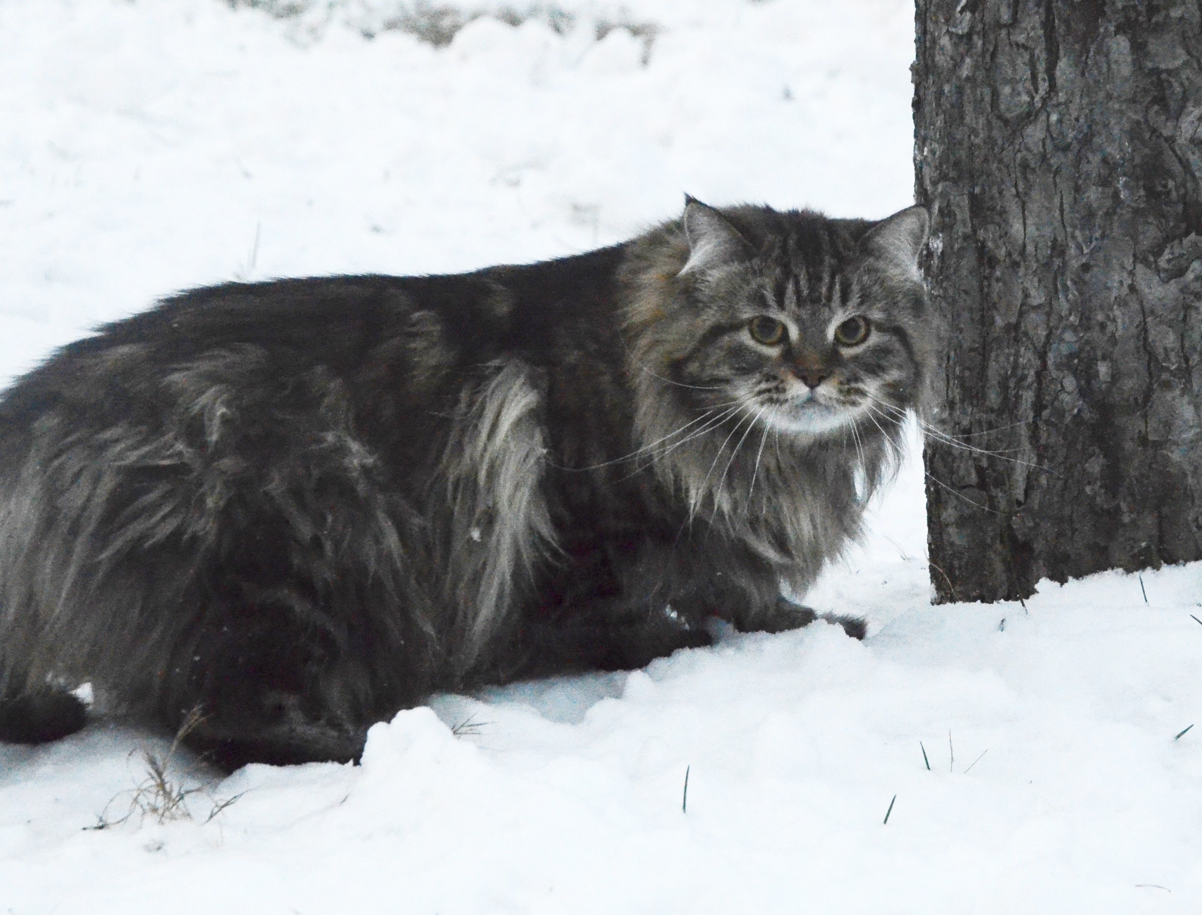 Сибирская кошка Рулетка