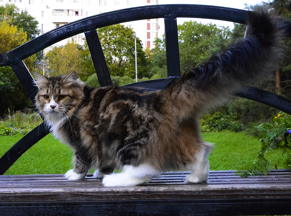 Siberian cat Paulina