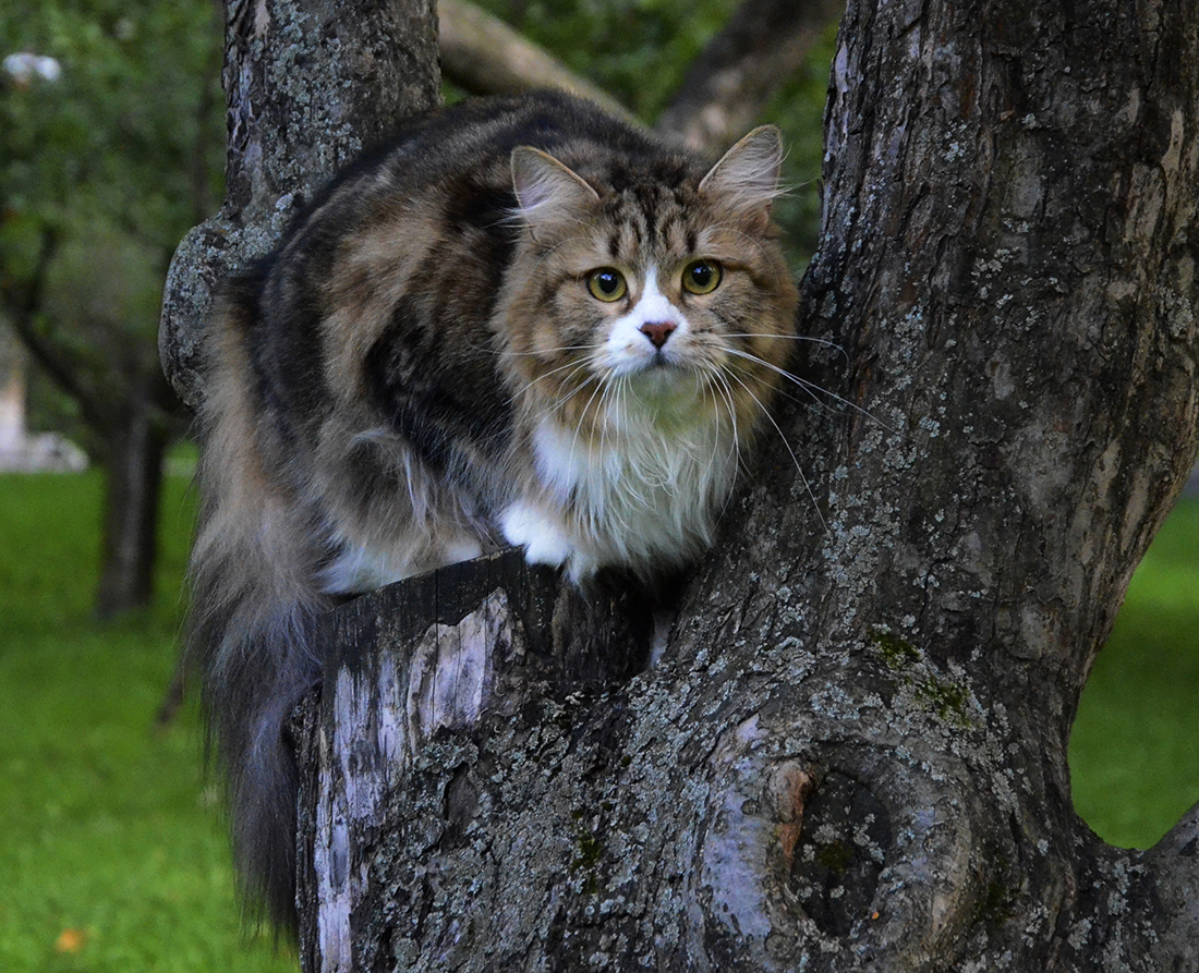 Siberian cat Paulina