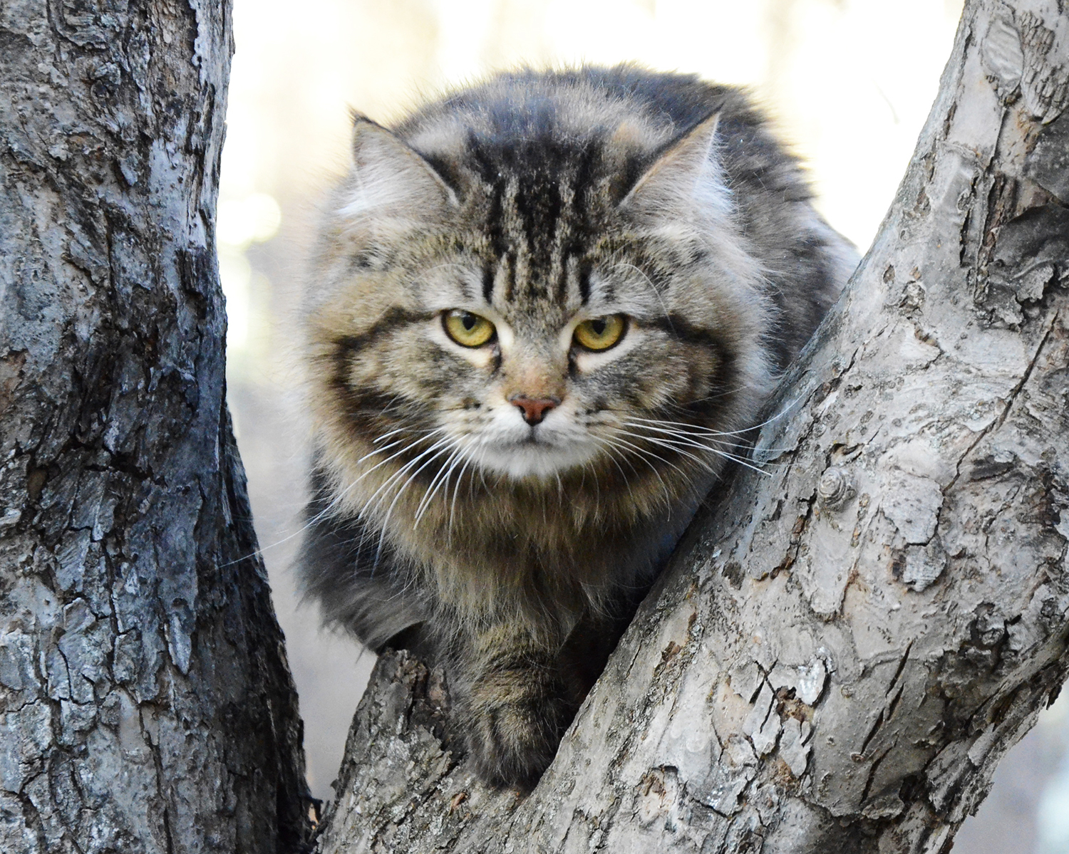 Siberian cat Ruletka