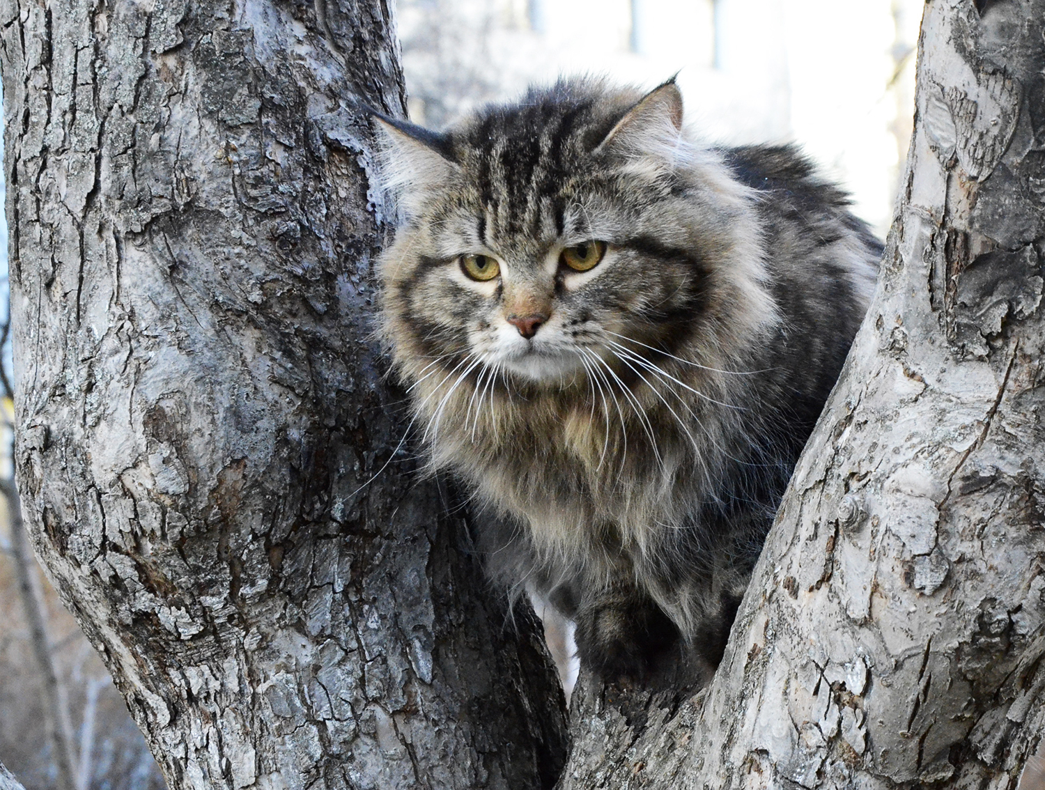 Siberian cat Ruletka