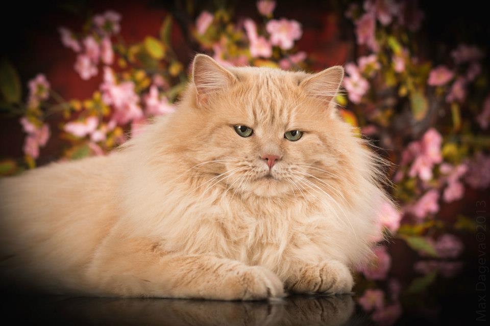 Siberian cat Beilis