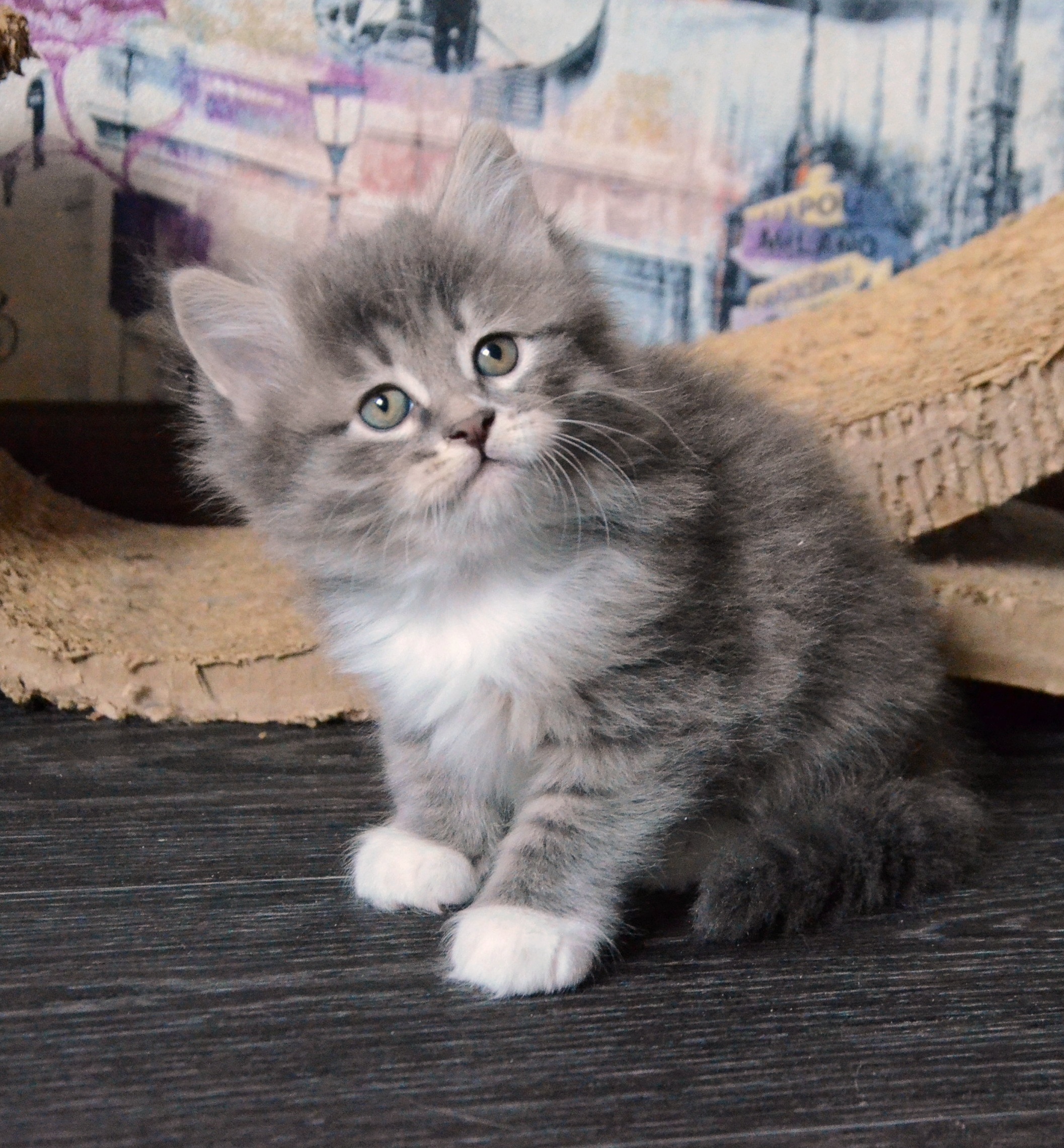 Siberian kitten blue spotted w/w