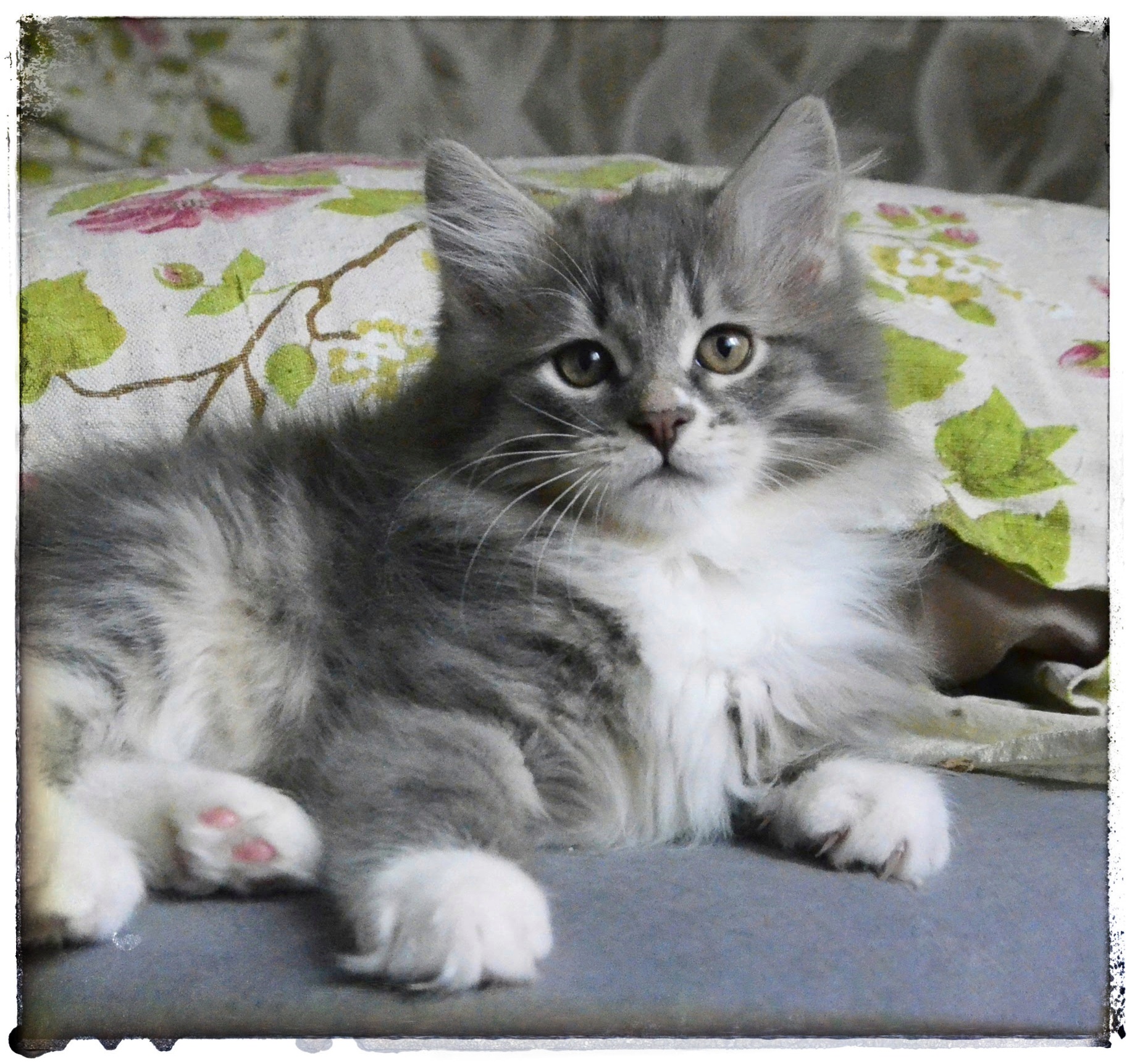 Blue Siberian kitten