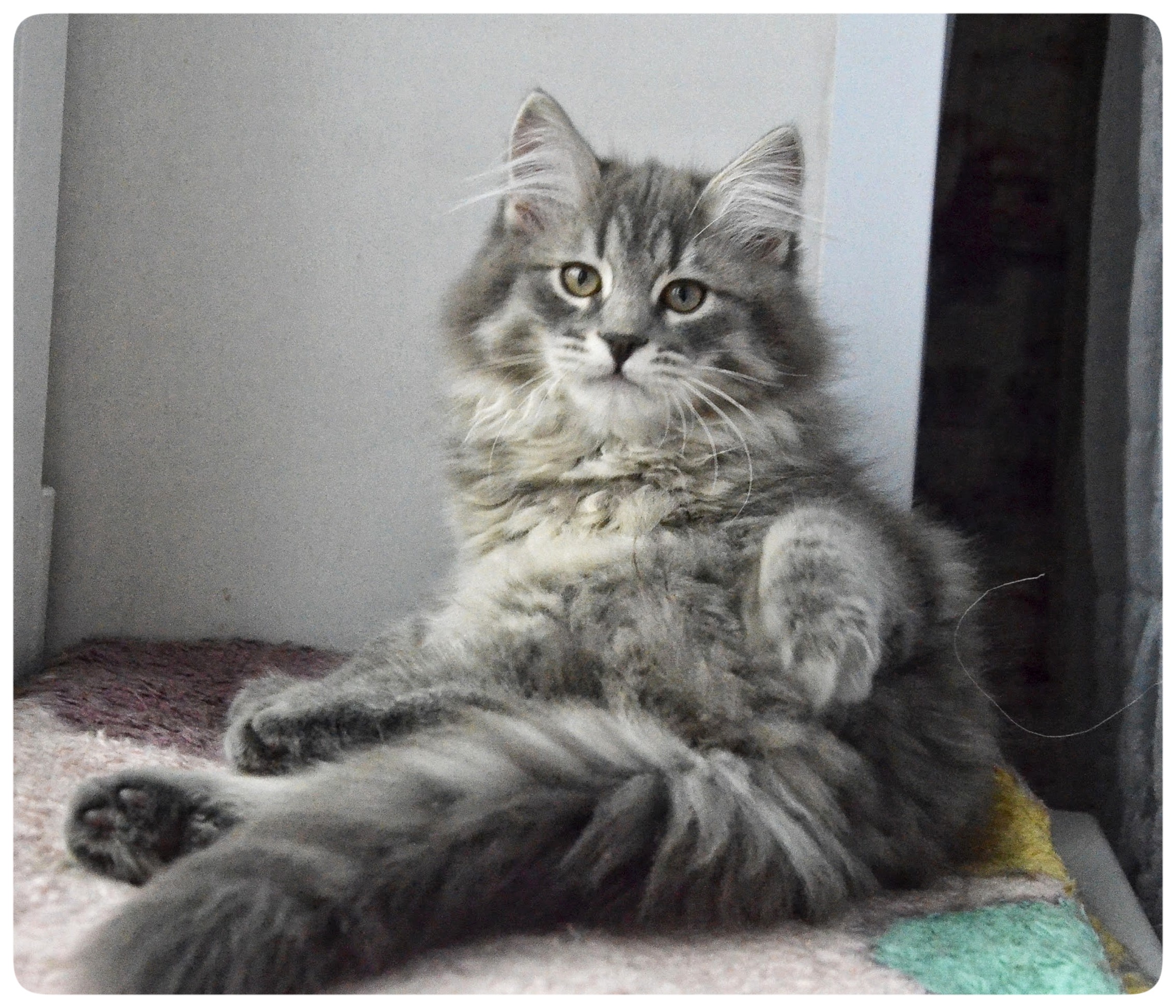 Сибирский котенок Яхонт