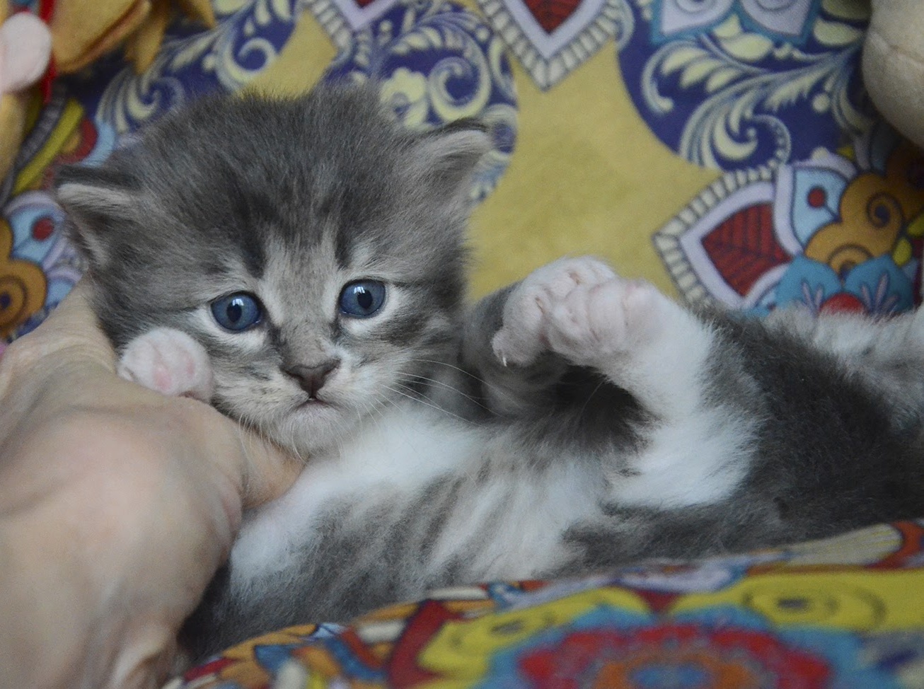 Сибирский голубой котенок