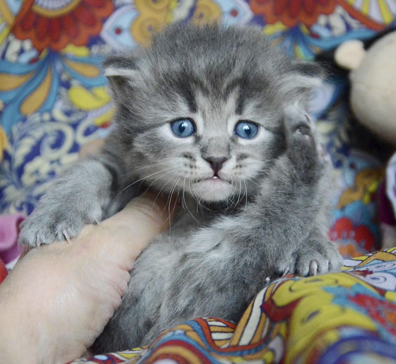 Siberian kittens blue tabby