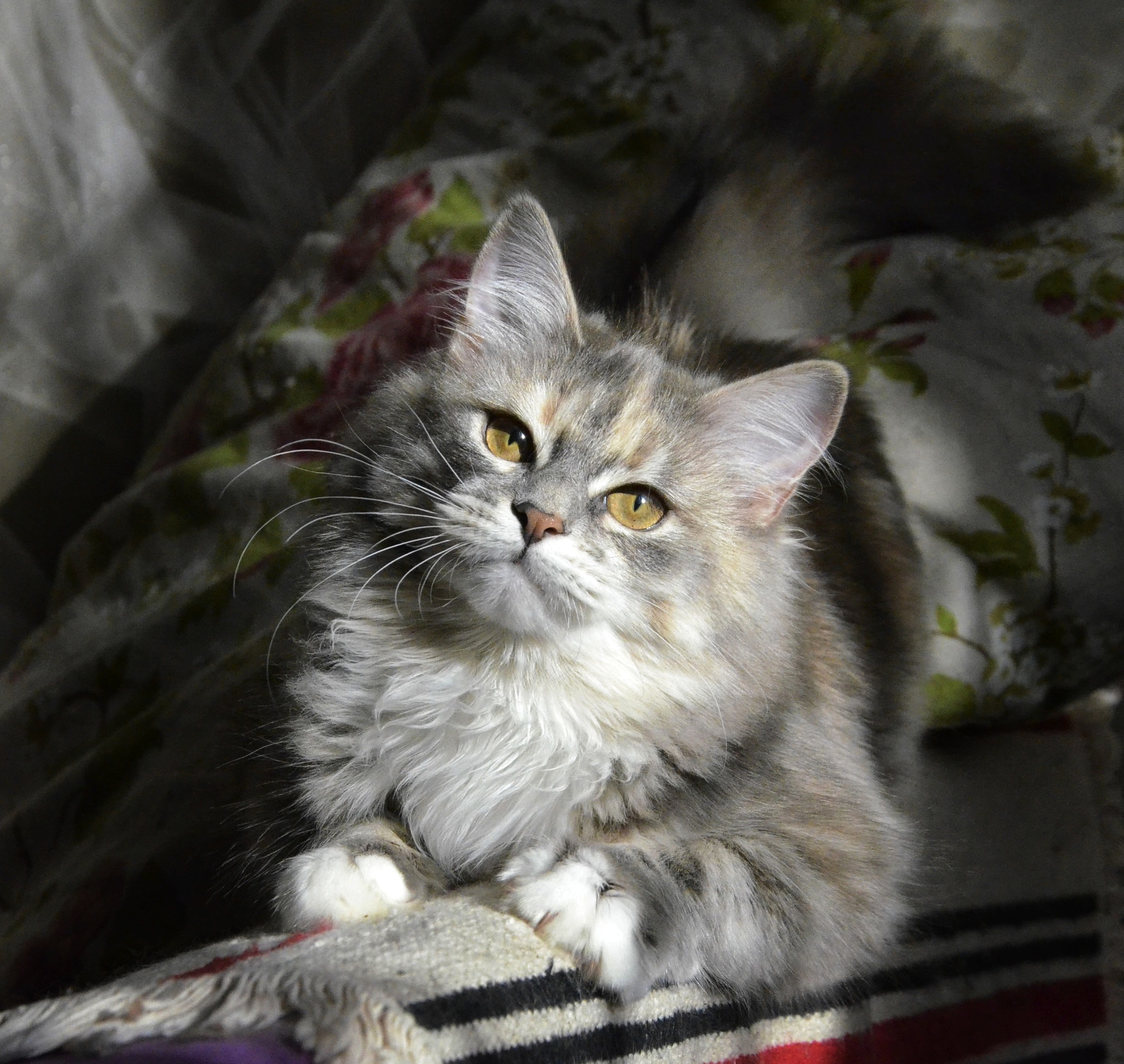 Ягодка, сибирский котенок