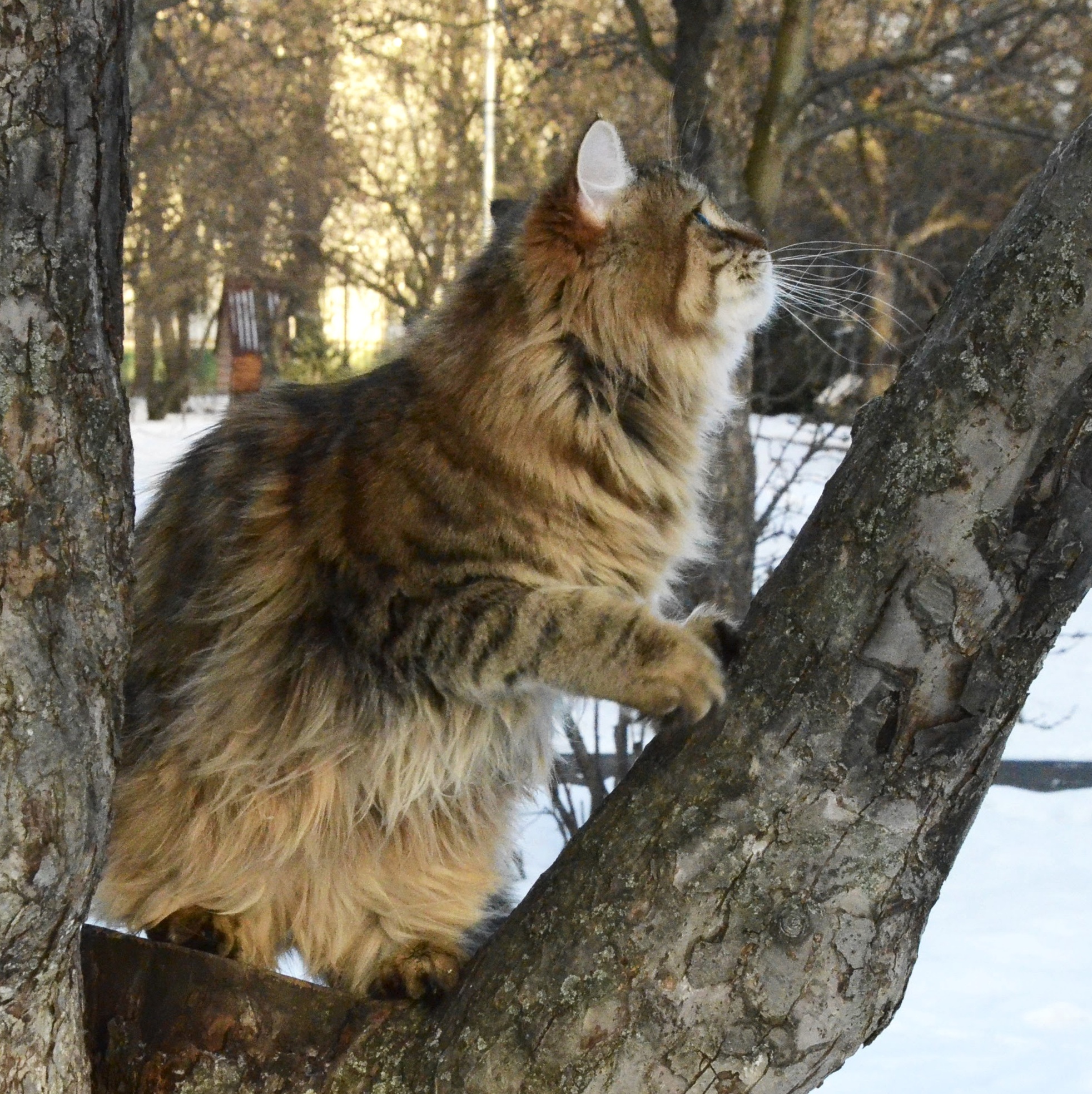 Siberian cat